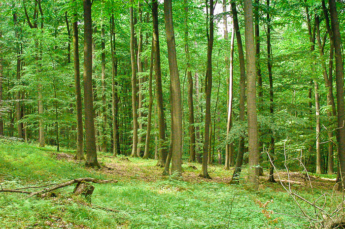 images/bilderleisten/heidenhaeuschen/hei-16.jpg#joomlaImage://local-images/bilderleisten/heidenhaeuschen/hei-16.jpg?width=700&height=465