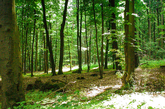 images/bilderleisten/heidenhaeuschen/hei-17.jpg#joomlaImage://local-images/bilderleisten/heidenhaeuschen/hei-17.jpg?width=700&height=465