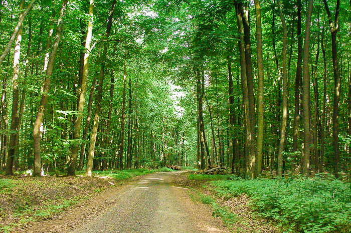 images/bilderleisten/heidenhaeuschen/hei-18.jpg#joomlaImage://local-images/bilderleisten/heidenhaeuschen/hei-18.jpg?width=700&height=465