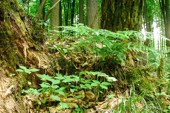 images/bilderleisten/heidenhaeuschen/hei-19.jpg#joomlaImage://local-images/bilderleisten/heidenhaeuschen/hei-19.jpg?width=700&height=465