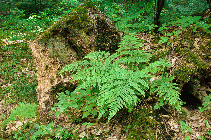 images/bilderleisten/heidenhaeuschen/hei-20.jpg#joomlaImage://local-images/bilderleisten/heidenhaeuschen/hei-20.jpg?width=700&height=465