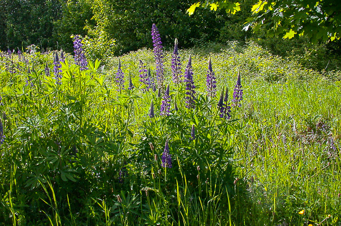 images/bilderleisten/naturschutzgebiet/na-11.jpg#joomlaImage://local-images/bilderleisten/naturschutzgebiet/na-11.jpg?width=700&height=465