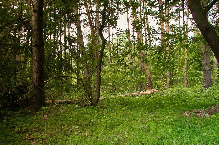 images/bilderleisten/naturschutzgebiet/na-17.jpg#joomlaImage://local-images/bilderleisten/naturschutzgebiet/na-17.jpg?width=700&height=465