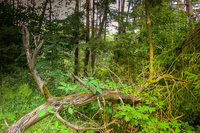 images/bilderleisten/naturschutzgebiet/na-18.jpg#joomlaImage://local-images/bilderleisten/naturschutzgebiet/na-18.jpg?width=700&height=465