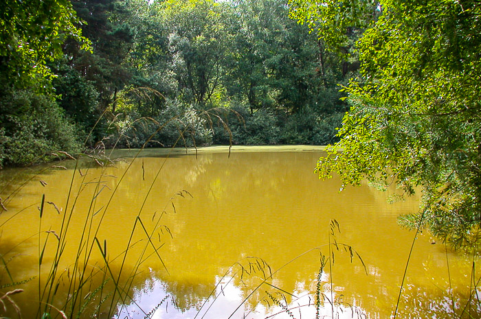 images/bilderleisten/naturschutzgebiet/na-21.jpg#joomlaImage://local-images/bilderleisten/naturschutzgebiet/na-21.jpg?width=700&height=465