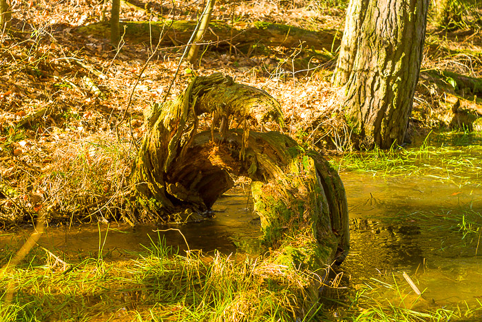 images/bilderleisten/naturschutzgebiet/na-33.jpg#joomlaImage://local-images/bilderleisten/naturschutzgebiet/na-33.jpg?width=700&height=467