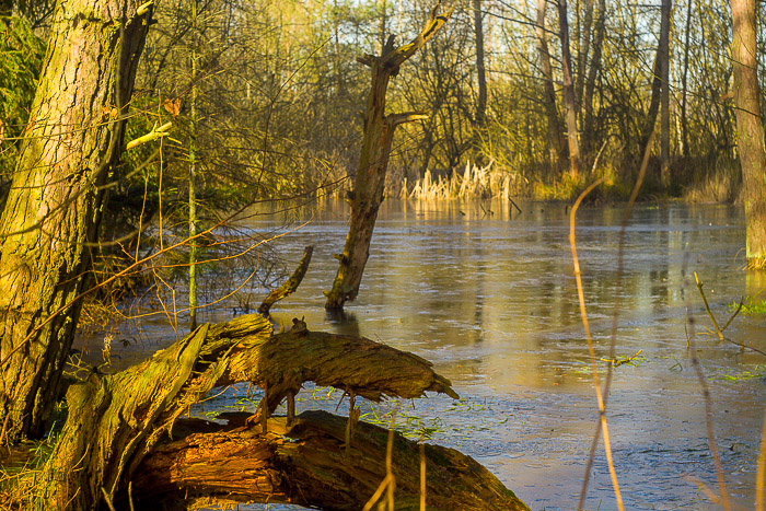 images/bilderleisten/naturschutzgebiet/na-36.jpg#joomlaImage://local-images/bilderleisten/naturschutzgebiet/na-36.jpg?width=700&height=467