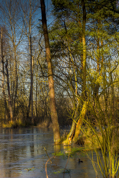 images/bilderleisten/naturschutzgebiet/na-37.jpg#joomlaImage://local-images/bilderleisten/naturschutzgebiet/na-37.jpg?width=467&height=700