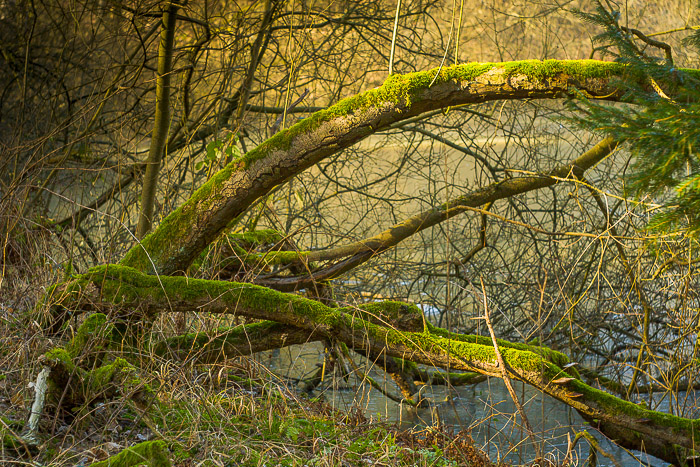 images/bilderleisten/naturschutzgebiet/na-38.jpg#joomlaImage://local-images/bilderleisten/naturschutzgebiet/na-38.jpg?width=700&height=467