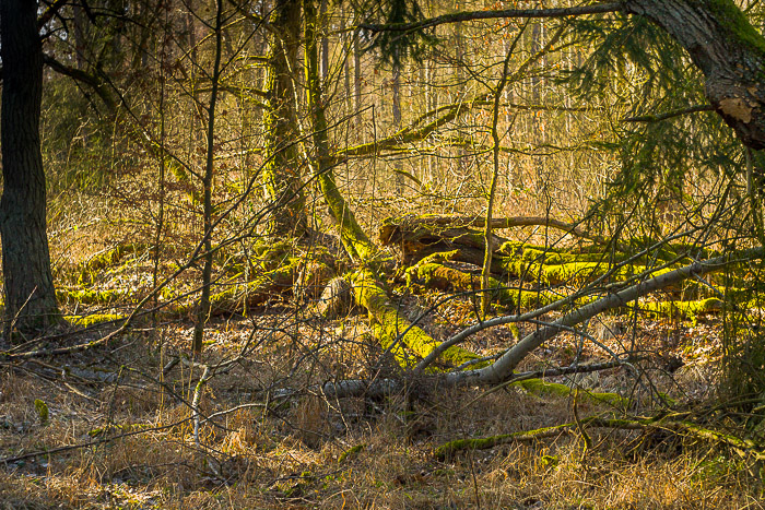 images/bilderleisten/naturschutzgebiet/na-39.jpg#joomlaImage://local-images/bilderleisten/naturschutzgebiet/na-39.jpg?width=700&height=467