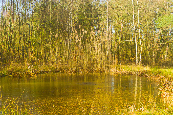 images/bilderleisten/naturschutzgebiet/na-51.jpg#joomlaImage://local-images/bilderleisten/naturschutzgebiet/na-51.jpg?width=700&height=467